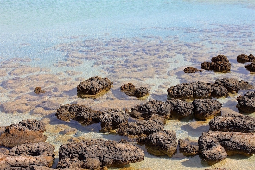Stromatolithen bei Ebbe - Hamelin Pool - Shark Bay Highlights - Western Australia