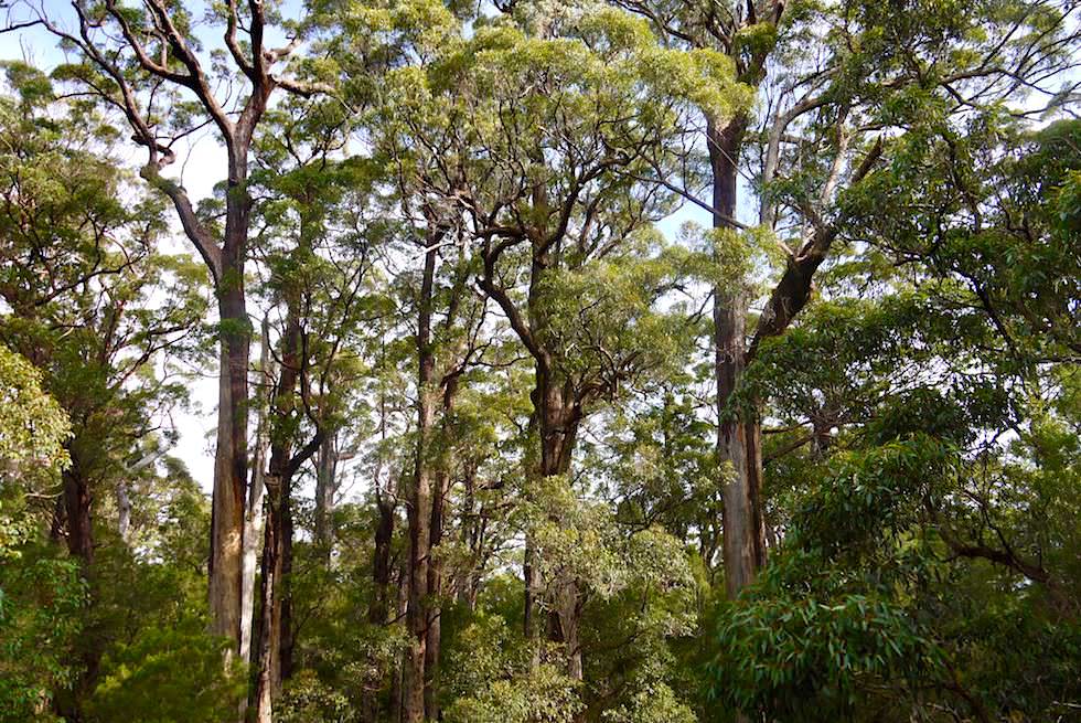 Baumriesen Red Tingle - Valley of Giants - Tree Top Walk - Western Australia