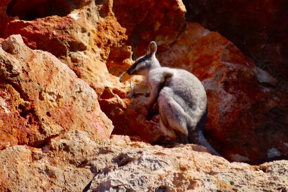 Black-Footed Rock Wallaby oder Schwarzpfoten Wallaby - Yardie Creek Gorge- Cape Range National Park - Western Australia