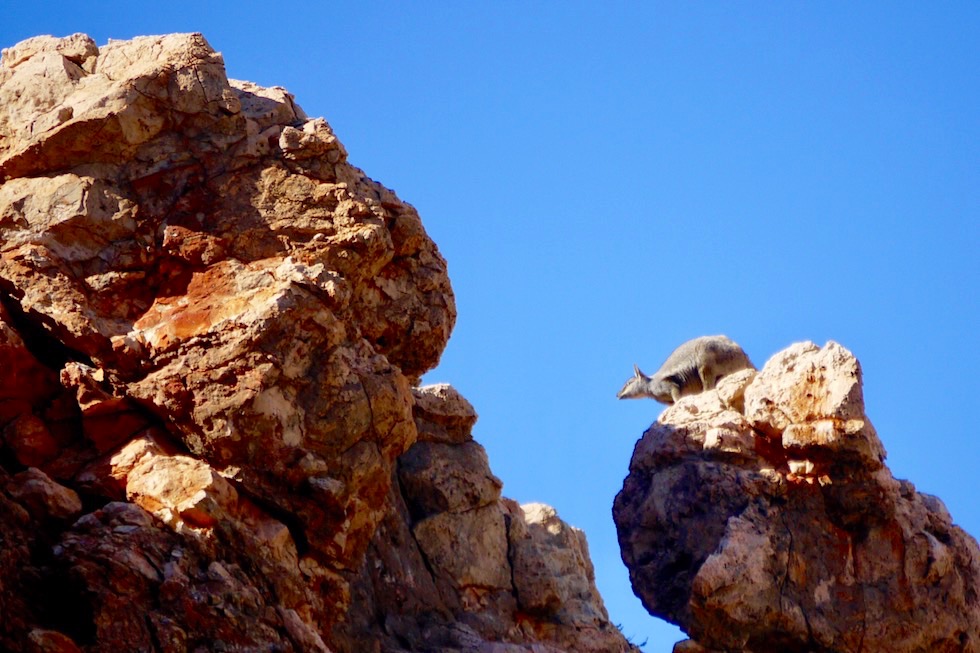 Black-footed Rock Wallaby beim Sprung - Yardie Creek & Yardie Gorge - Western Australia