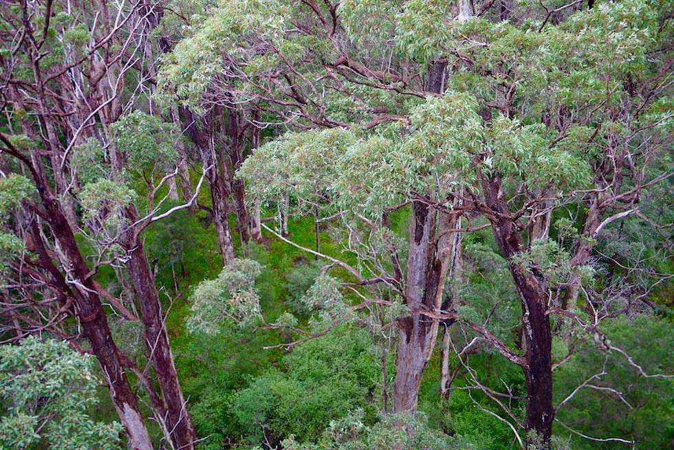 Blick hinunter auf Bäume - Valley of Giants Tree Top Walk - Western Australia