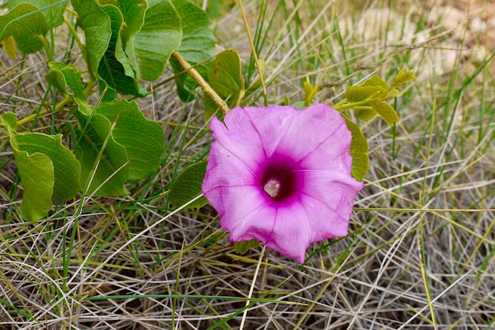 Blume - Mandu Mandu Gorge - Western Australia