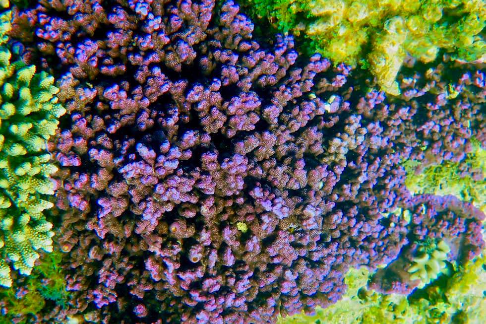 Leuchtende Korallenfarben - Ningaloo Reef - Western Australia