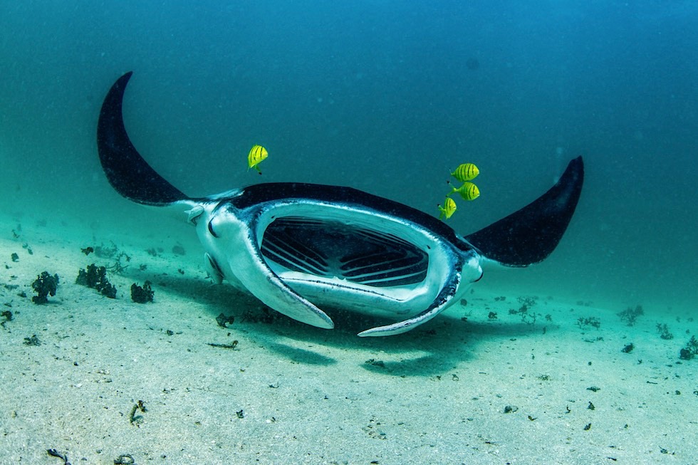 Manta Ray - Schnorchel am Ningaloo Reef - Western Australia