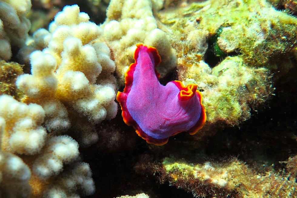 Nacktschnecke oder Nudibranch - Bunter Plattwurm - Ningaloo Reef & Coral Coast - Western Australia