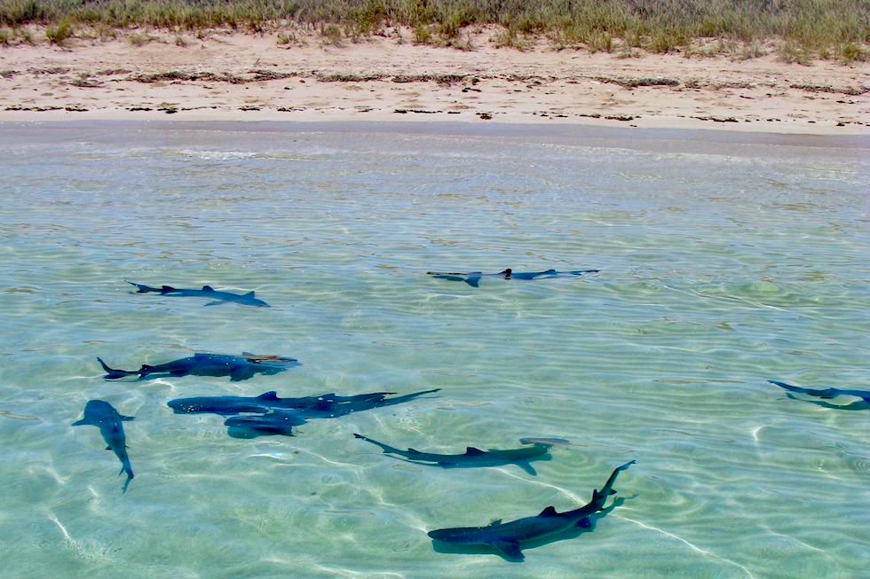 Ningaloo Reef - Junghaie versammeln sich hier im September Oktober in der Skeleton Bay - Western Australia
