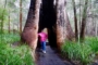 Valley of Giants & Tree Top Walk – „Red Tingles“ die größten Bäume der Welt!