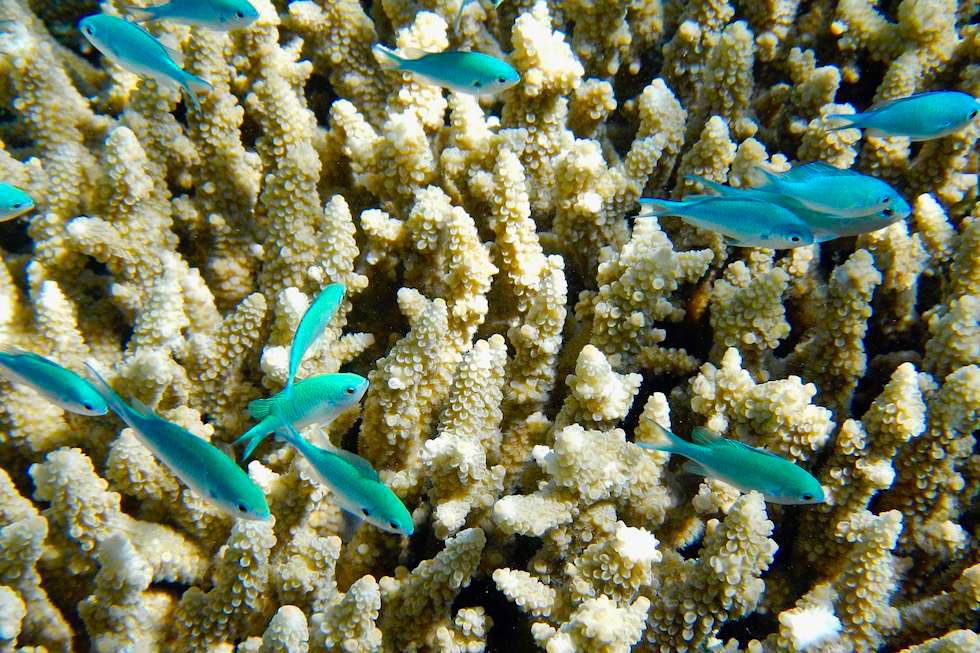 Unterwasserwelt Ningaloo Reeef - Kleine blaue Rifffische - Cape Range National Park - Western Australia