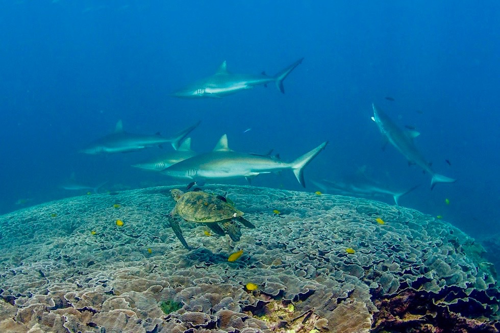 Schnorcheln mit Mantas: Putzerstation für Riffhaie - Gigantischer Korallentisch Ningaloo Riff bei Coral Bay - Western Australia