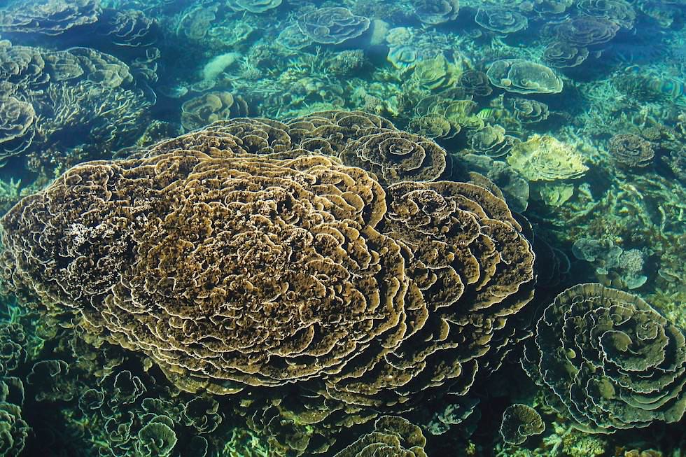 Salat Kohlkopf Korallen - Ningaloo Reef - Western Australia