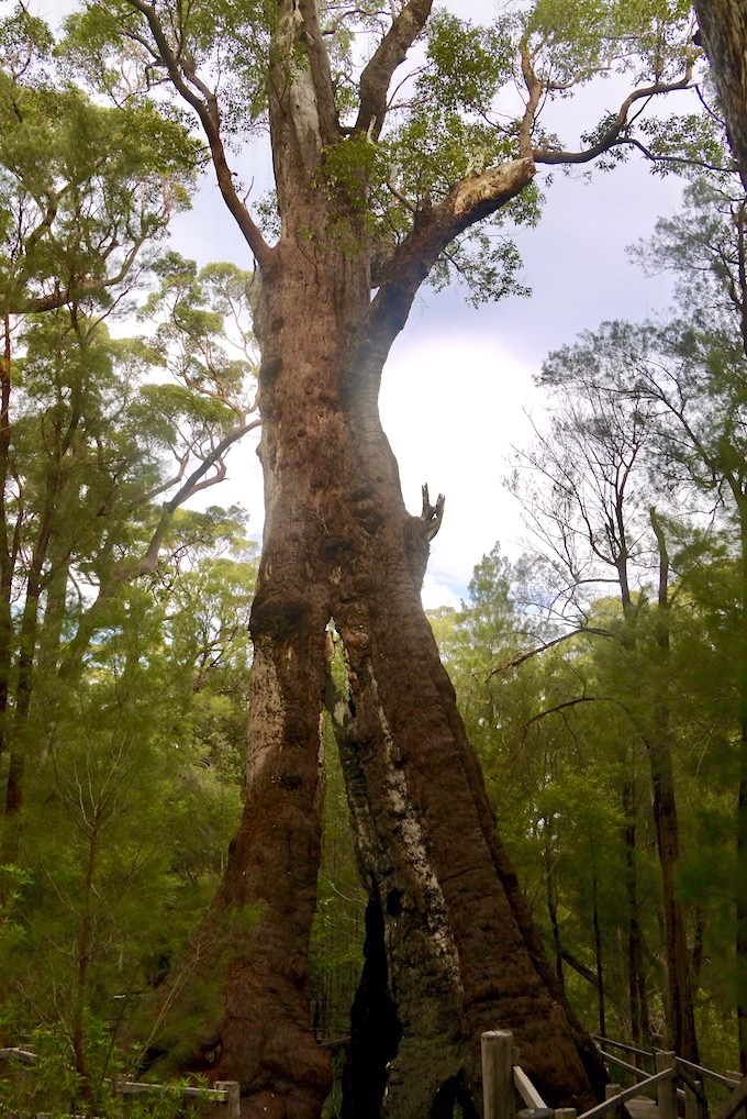 Blick hinauf zum The Giant Tingle Tree - Valley of Giants - Western Australia