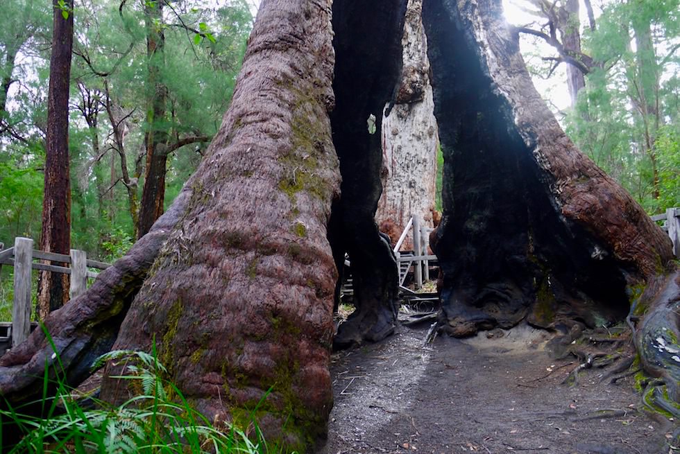 Blick durch den hohlen Stamm des The Giant Tingle Tree - Valley of Giants - Western Australia