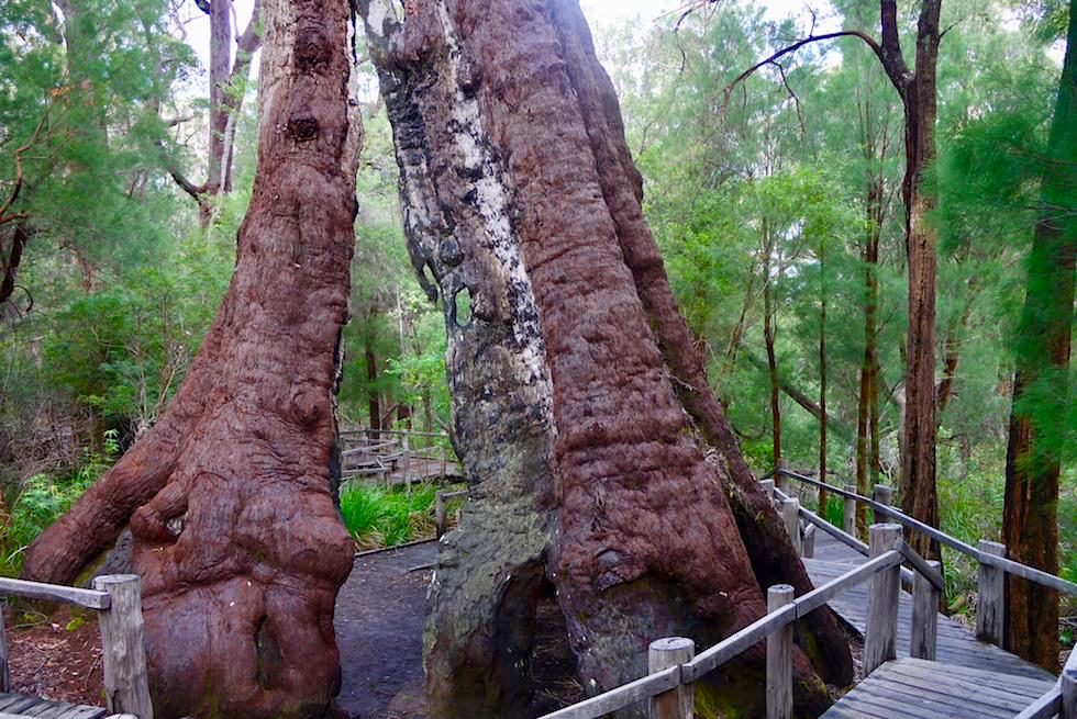 Der untere Teil des "The Giant " Tingle Tree - Valley of Giants - Western Australia