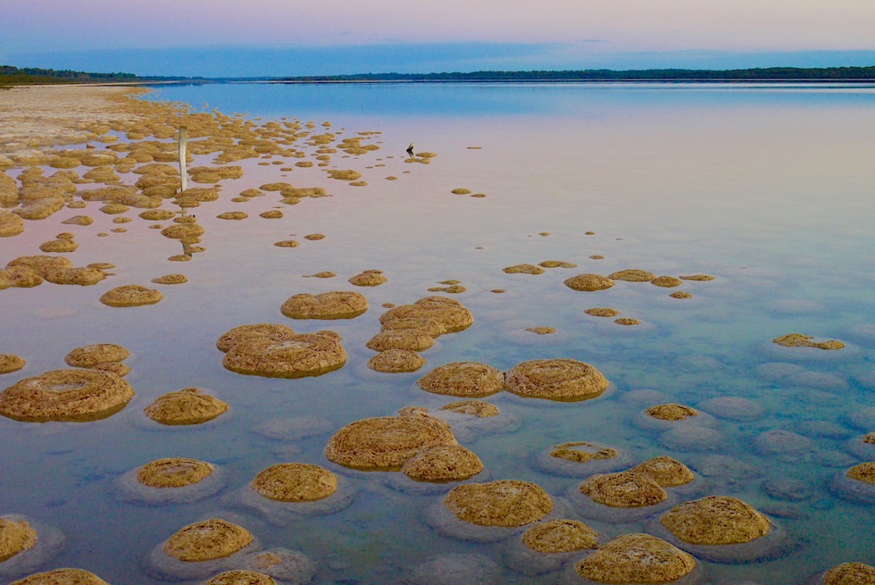 Lebende Steine - Thrombolithen am Lake Clifton - Sonnenuntergangsstimmung - Western Australia