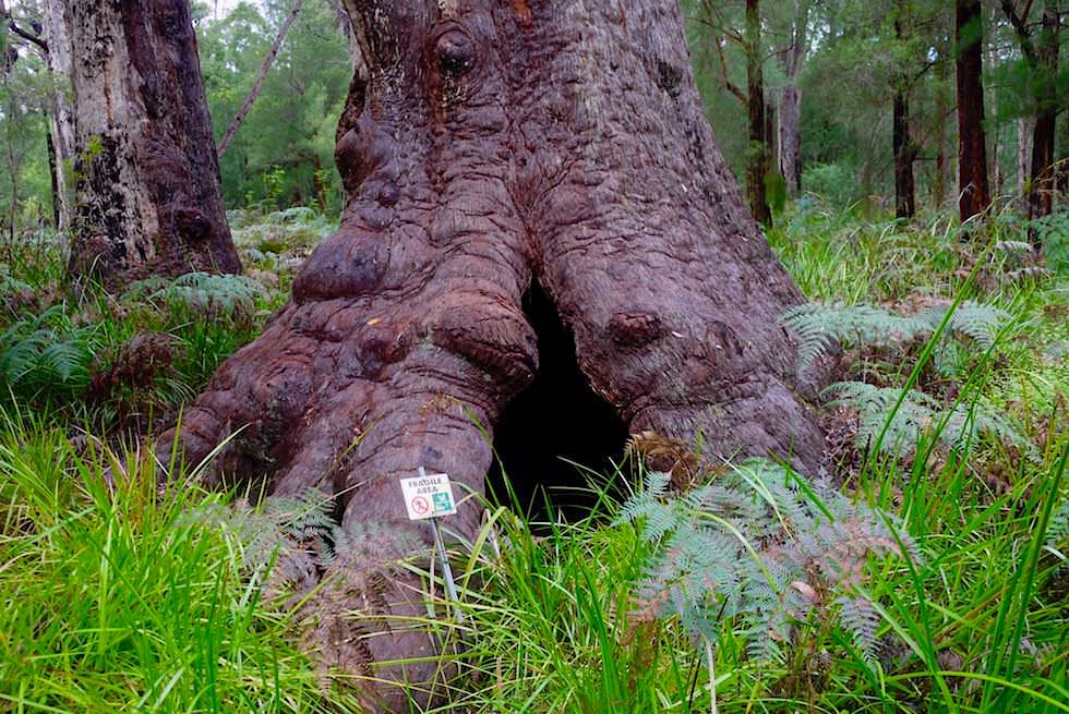 Wurzel Red Tingle - Valley of Giants - Western Australia