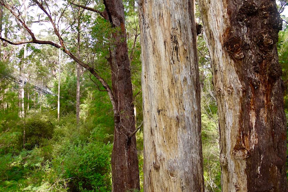 Yellow Tingle - Valley of Giants Tree Top Walk - Western Australia