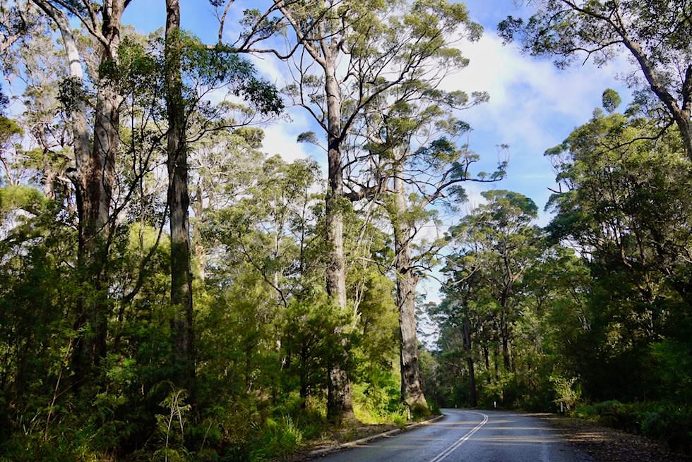 Zufahrt - Valley of Giants Tree Top Walk - Western Australia