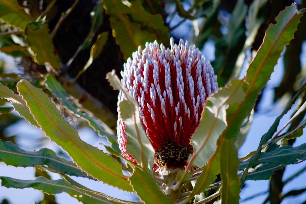 Wildblumen: die wunderschön, leuchtende Firewood Banksia oder Banksia menziesii - Lesueur NP - Western Australia