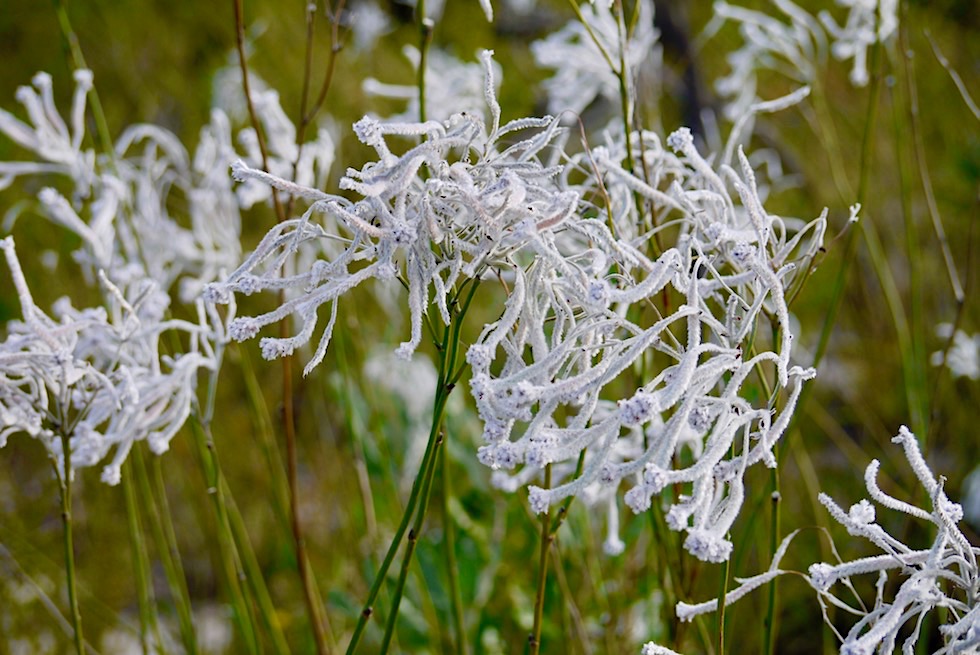 Wildblumen: die lustigen Blüten des Conospermum Triplinervium oder Smoke Bush bzw. Perückensträucher - Lesueur NP - Western Australia