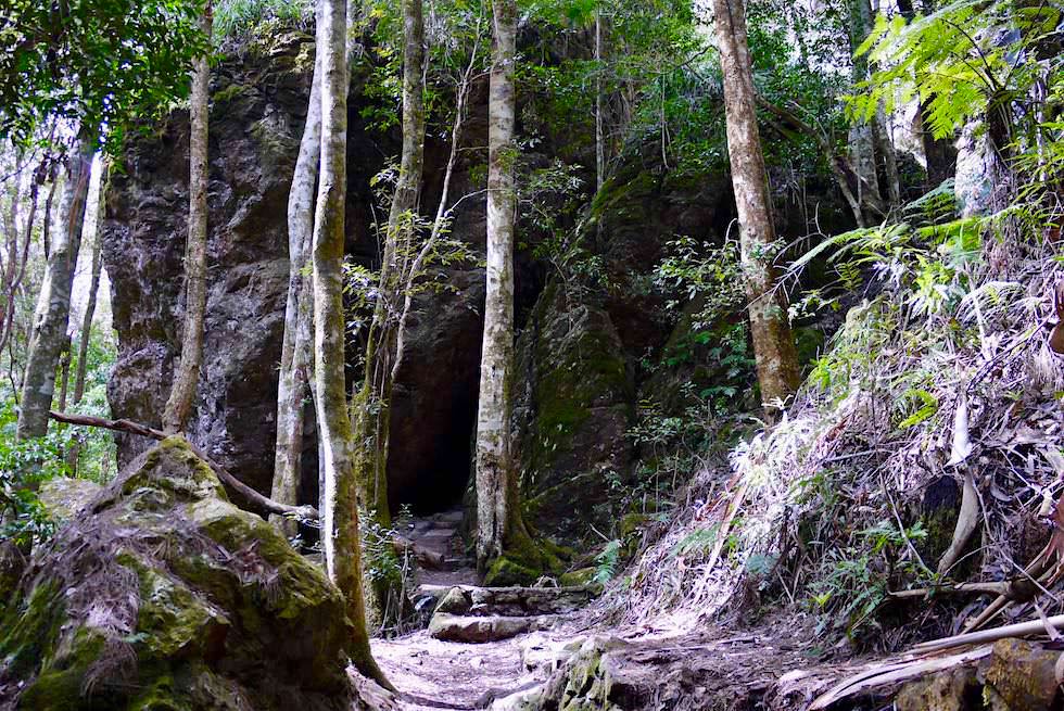 Felsdurchgänge, schöner Wald - Twin Falls Circuit - Springbrook Plateau im Springbrook National Park - Queensland