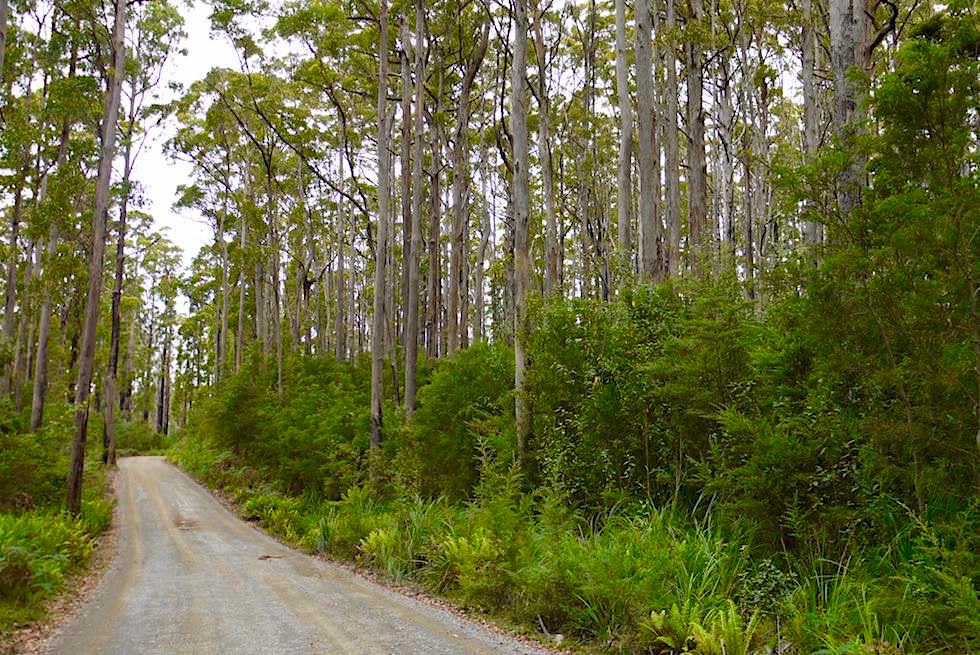 Fortescue Bay Road - Cape Hauy Wanderung - Tasman National Park - Tasmanien