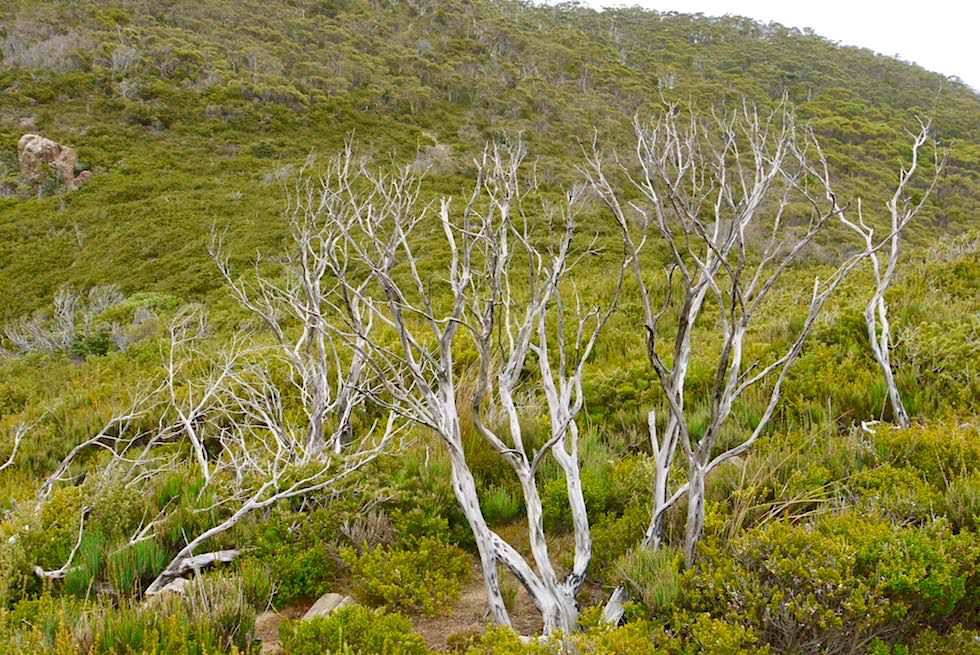 Grüne Hügel am Kap Hauy - Cape Hauy Wanderung - Tasman National Park - Tasmanien