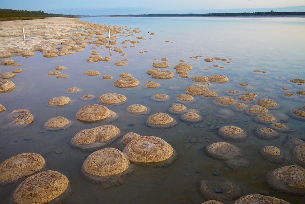 Lebende Fossile - Die Thromboliten von Lake Clifton sind 2000 Jahre alt - Western Australia