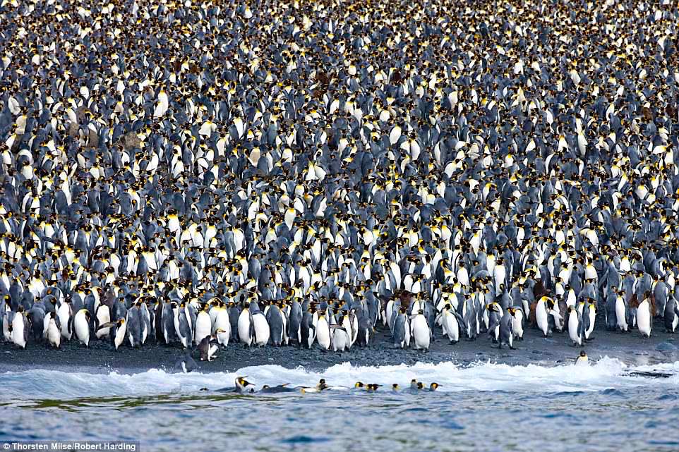Eine Million Pinguine - Macquarie Island - Südlichstes Australien