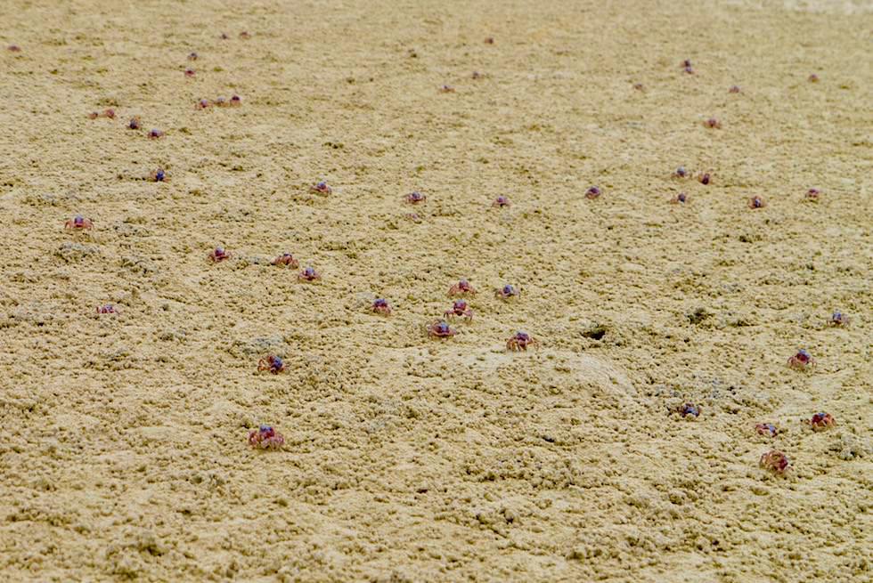 Ganze Armeen von Sand-Bubblers oder Knödel-Krabben bei Ebbe - Cockles Creek - Tasmanien