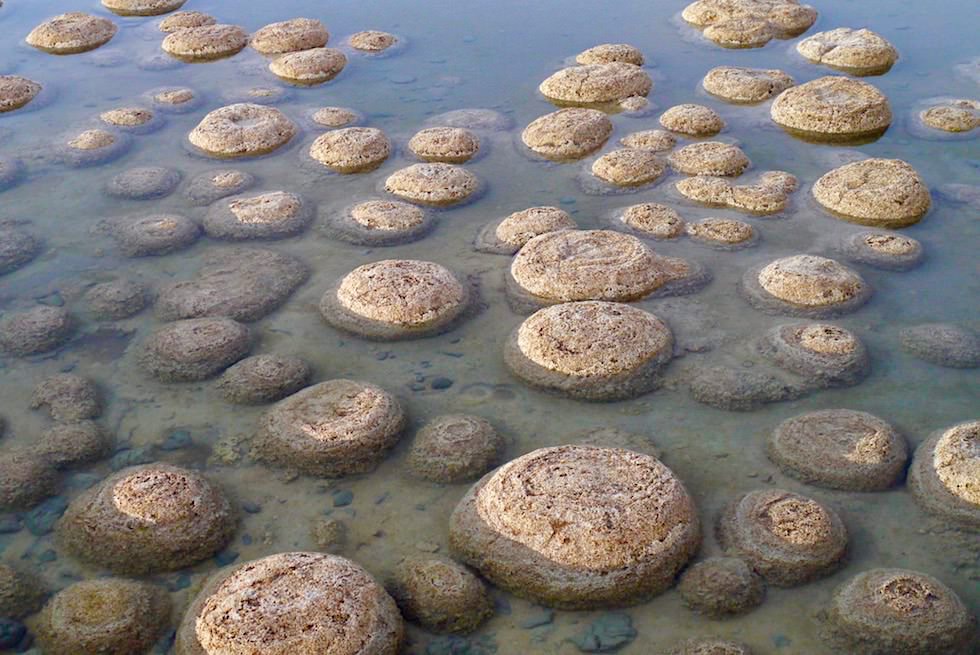 Thromboliten - vor 3,5 Milliarden begannen Lebende Steine Sauerstoff zu produzieren - Lake Clifton - Western Australia