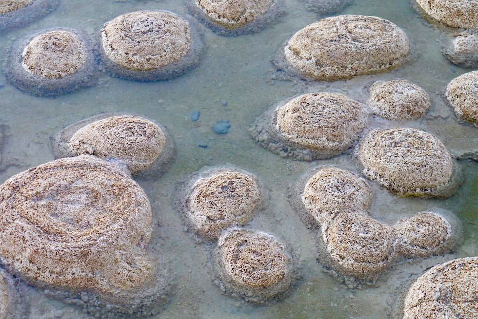 Ihre Vorfahren lassen uns 3,5 Milliarden Jahre in die Erdgeschichte zurückblicken - Thrombolithen - Letzte Lebenden Steine - Lake Clifton - Western Australia