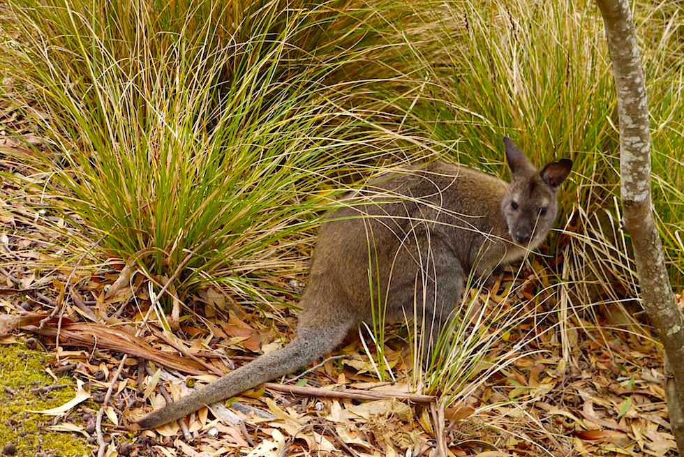 Begrüßungskomitee: Wallabies - Fortescue Bay Tasman National Park - Tasmanien 