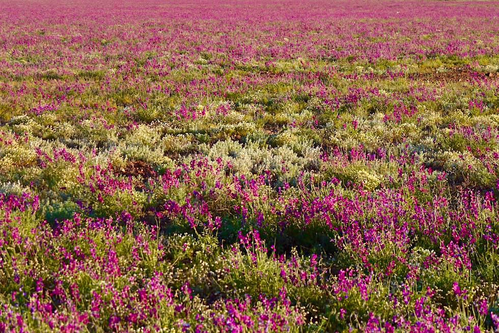 Wildblumen Feld nahe Coober Pedy - South Australia