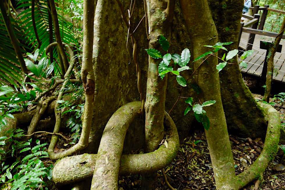 Luft-Wurzelsysteme - Strangler Fig Tree - Springbrook National Park - Queensland