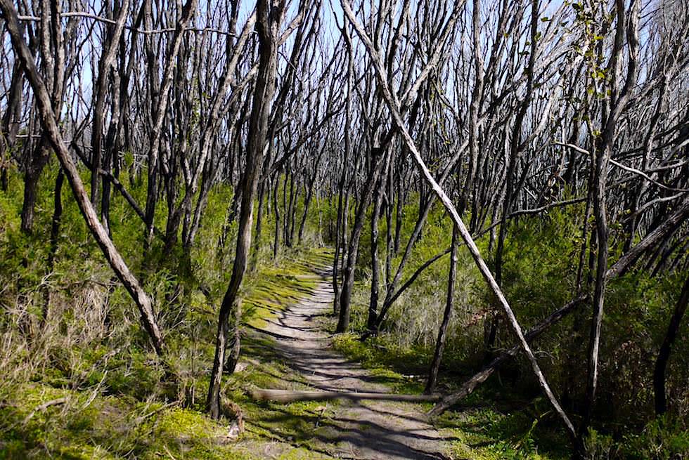 Ben Boyd National Park - Bizarre Baumlandschaft auf dem City Rock Walk - New South Wales