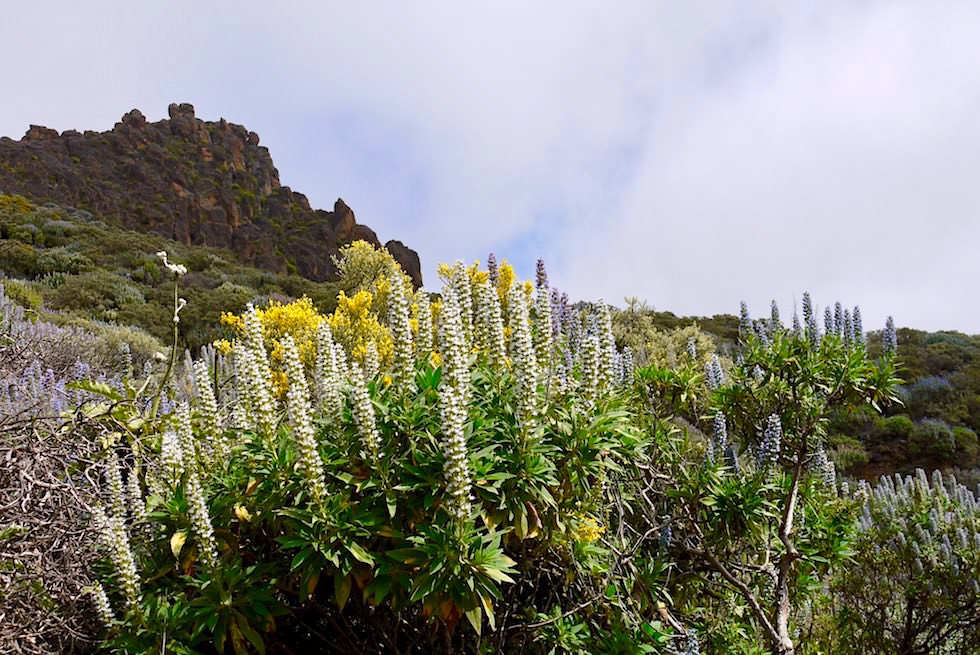 Roque Grande Wanderung - Schwarzer Natternkopf & gelber Geißklee - Valsequillo - Gran Canaria