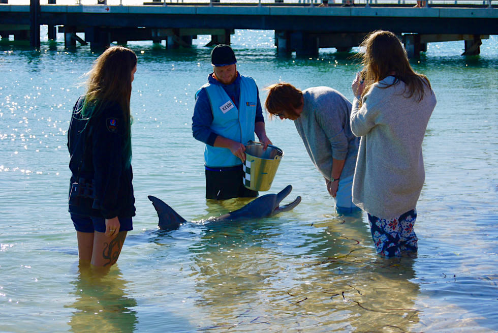 Shark Bay - Monkey Mia & seine Delphine - Peron Halbinsel - Western Australia