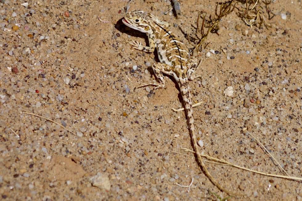 Kleine Echse aus der Familie Ctenophorus - Unknown Dragon - Lake Eyre North - South Australia