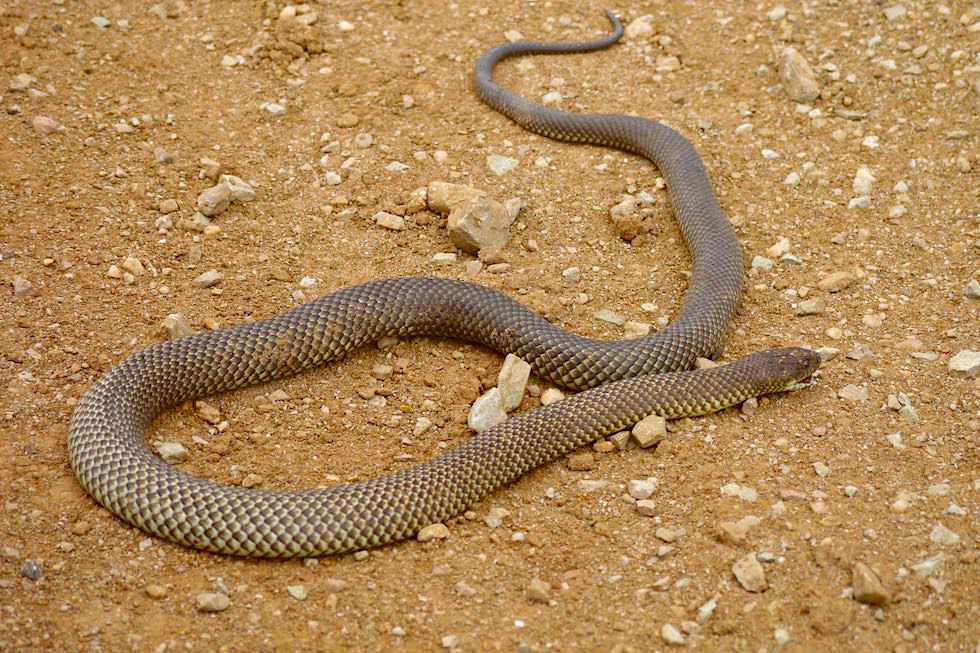 Giftigste Schlange der Welt: Inland Taipan - Oodnadatta Track - South Australia