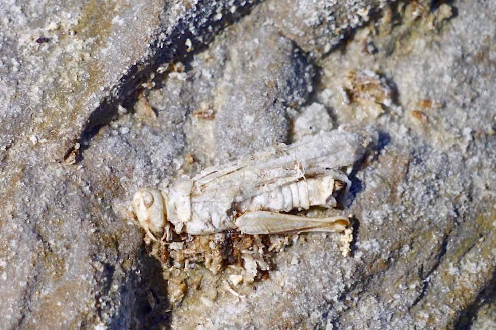 Lake Eyre - Mumifizierte Insekten - South Australia
