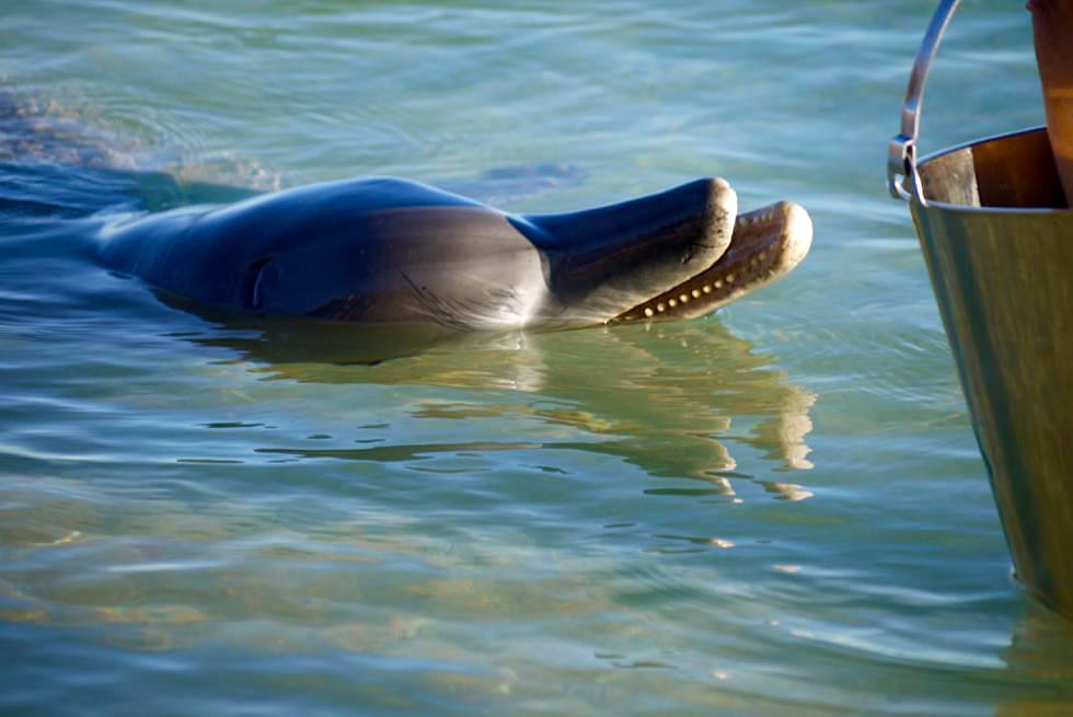 Shark Bay Highlight - Monkey Mia Delfin Fütterung - Denham - Western Australia