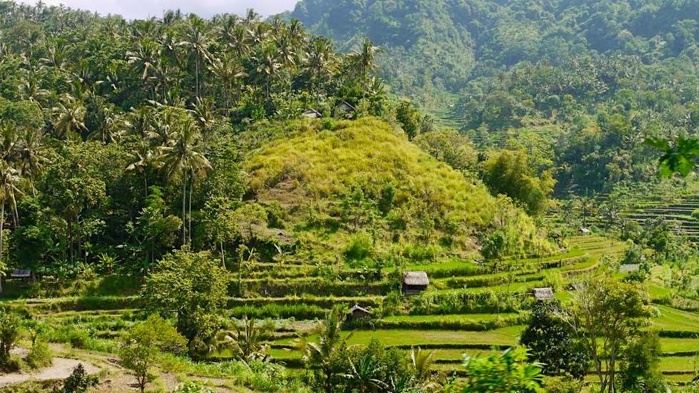 Reisterrassen Bali: Tirtagangga & Umgebung - Indonesien
