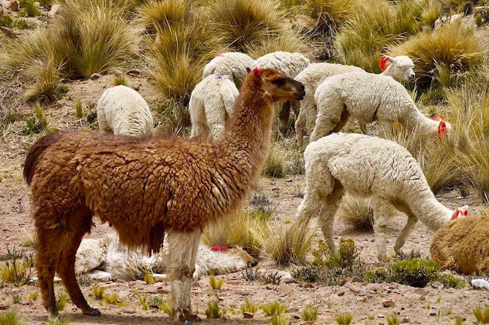Kennst du den Unterschied Lama Alpaka? - Hochland Kamele - Peru