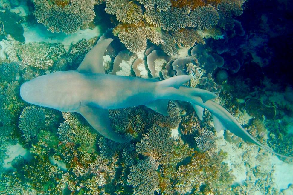 Ammenhai oder Tawny nurse shark - Ningaloo Reef - Coral Bay - Western Australia