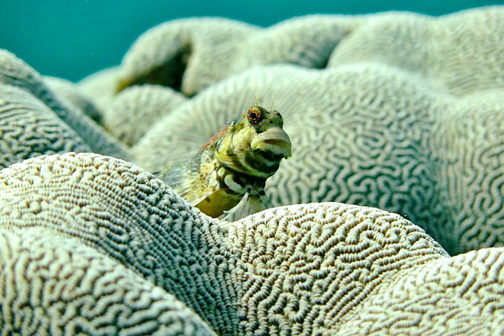 Lustig aussehender Blenny oder Schleimfisch auf einer Koralle - Ningaloo Reef - Western Australia