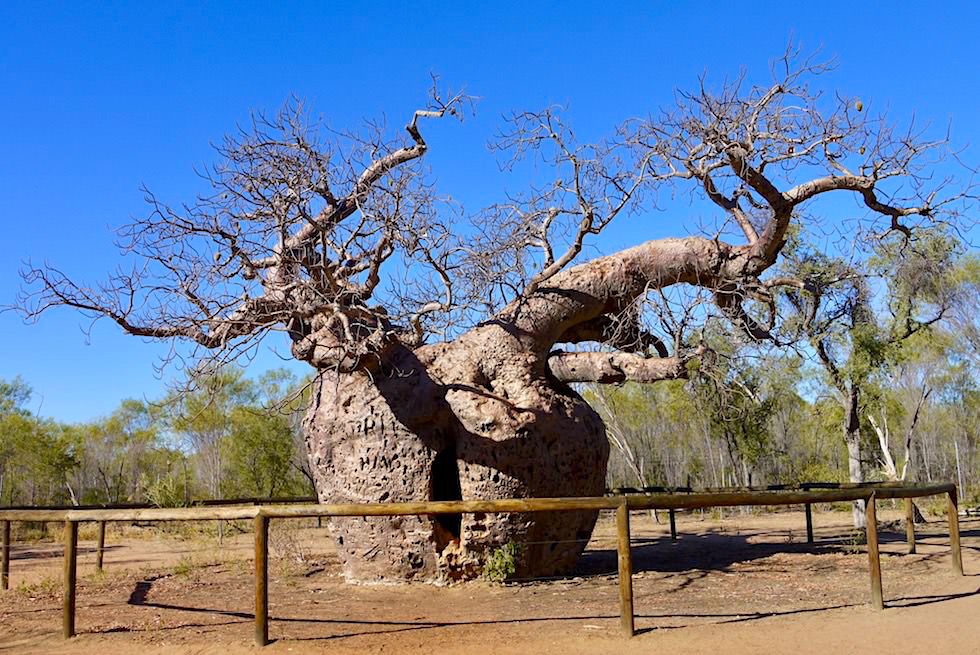 Derby - Prison Boab Tree - Kimberley - Western Australia