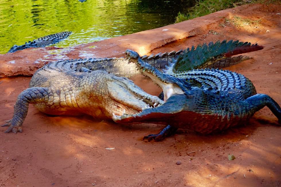 Malcolm Douglas Krokodil-Park: Kämpfende Salzwasserkrokodile - Broome, Kimberley - Western Australia