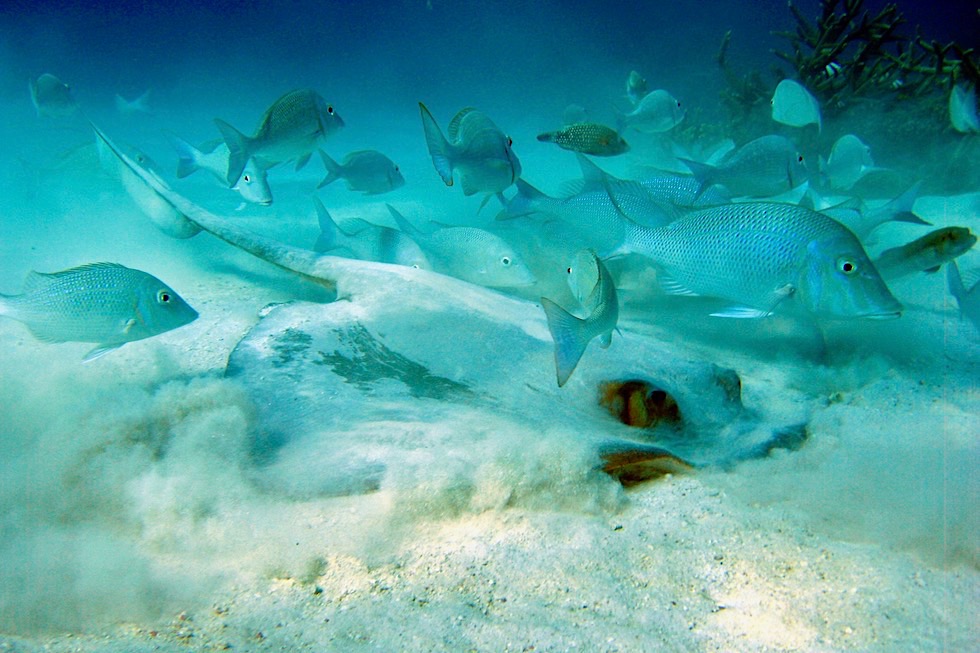 Kuhschwanz Rochen oder Cowtail Stingray - Ningaloo Reef - Western Australia