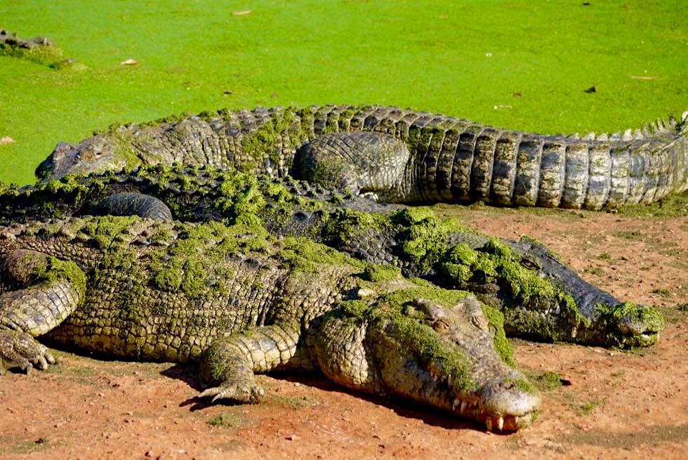 Malcolm Douglas Crocodile Park - riesige Salties beim Sonnen - Broome, Kimberley - Western Australia