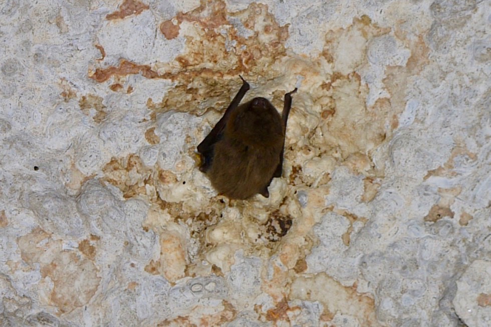 Mimbi Caves - Fledermaus-Baby am der Höhlendecke - Kimberley - Western Australia